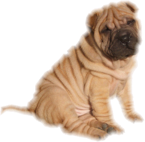 Shar pei dog graphics