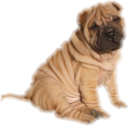 Shar pei dog graphics