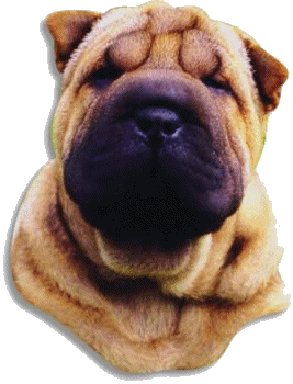 Shar pei dog graphics