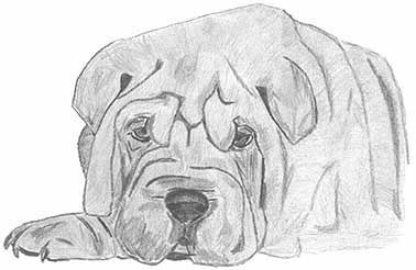 Shar pei dog graphics