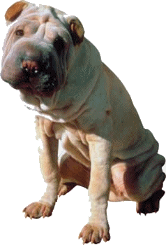 Shar pei dog graphics