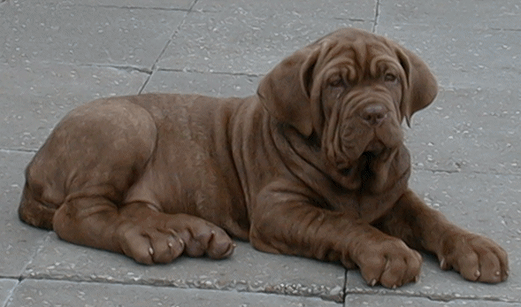 Shar pei dog graphics