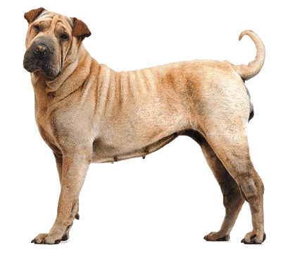 Shar pei dog graphics