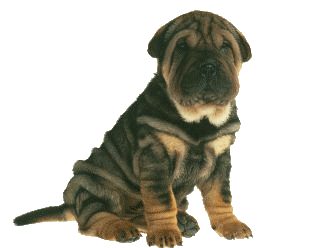 Shar pei dog graphics