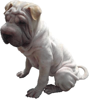 Shar pei dog graphics