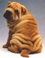 Shar pei