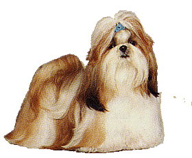 Shih tzu dog graphics