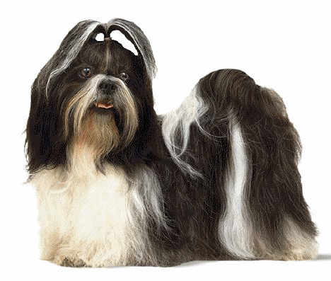 Shih tzu dog graphics