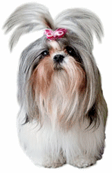 Shih tzu dog graphics