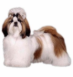 Shih tzu dog graphics