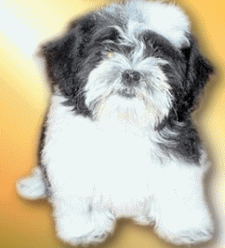 Shih tzu dog graphics