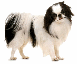 Shih tzu dog graphics