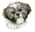 Shih tzu dog graphics