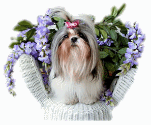 Shih tzu dog graphics