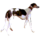 Sighthounds dog graphics