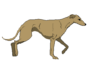 Sighthounds dog graphics