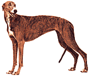 Sighthounds dog graphics