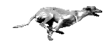 Sighthounds dog graphics
