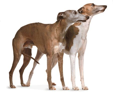 Sighthounds