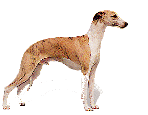 Sighthounds dog graphics