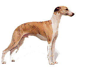 Sighthounds dog graphics