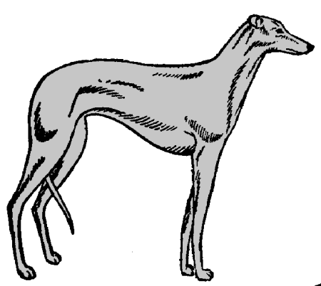 Sighthounds