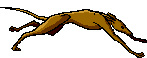 Sighthounds dog graphics