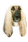 Sighthounds dog graphics