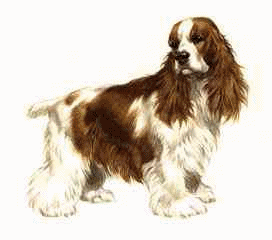 Spaniel dog graphics