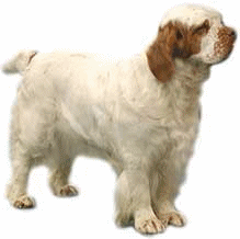 Spaniel dog graphics