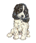 Spaniel dog graphics