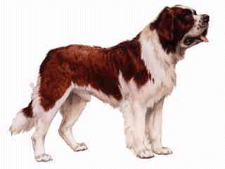 St bernard dog graphics