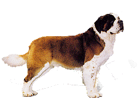 St bernard