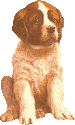 St bernard dog graphics