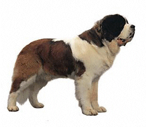 St bernard