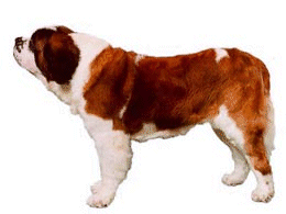 St bernard