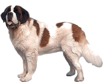 St bernard dog graphics