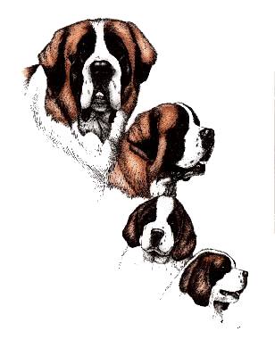 St bernard dog graphics