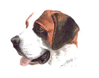 St bernard dog graphics