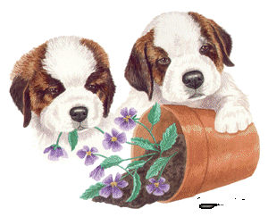 St bernard dog graphics