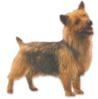 Terriers dog graphics