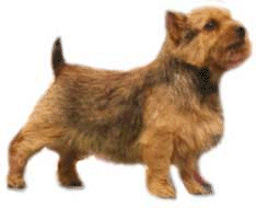 Terriers dog graphics