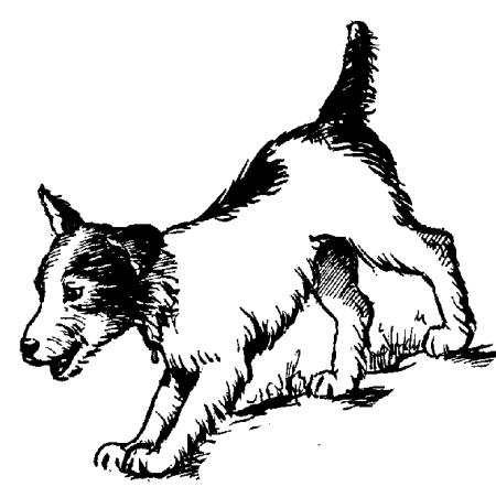 Terriers dog graphics