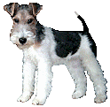 Terriers dog graphics