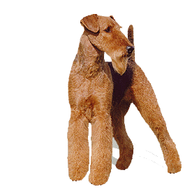 Terriers dog graphics