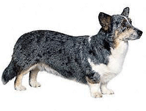 Welsh corgi dog graphics