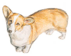 Welsh corgi dog graphics