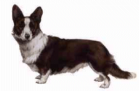 Welsh corgi dog graphics