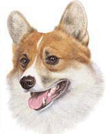 Welsh corgi dog graphics