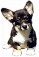 Welsh corgi dog graphics